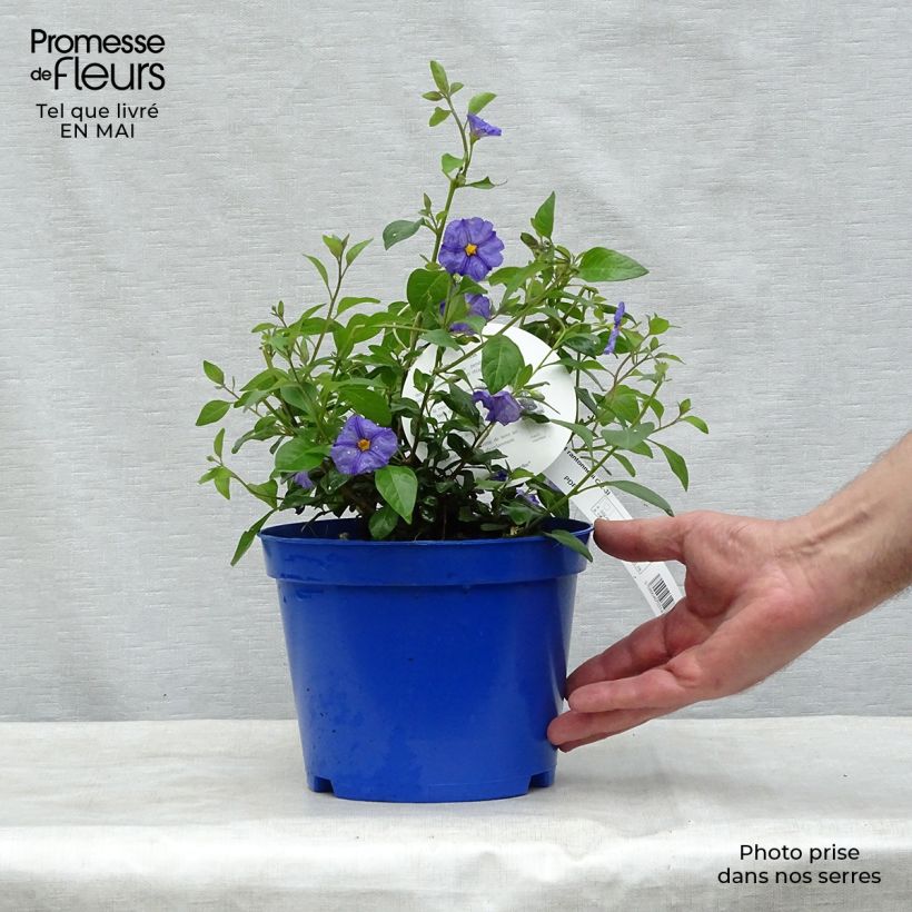 Spécimen de Solanum rantonnetii - Gentiane en Arbre Pot de 3L/4L tel que livré au printemps
