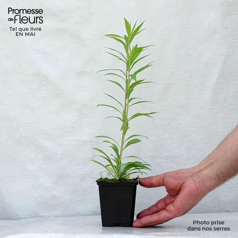 Spécimen de Solidago Golden Mosa - Verge d'or Godet de 8/9 cm tel que livré au printemps