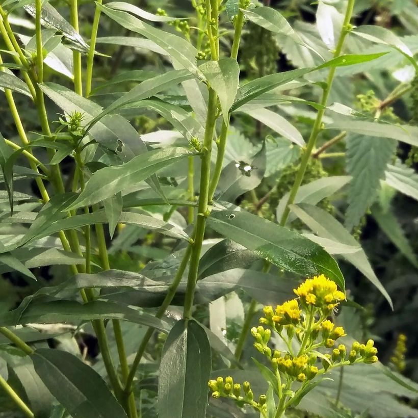 Verge d'or du Canada - Solidago canadensis (Foliage)