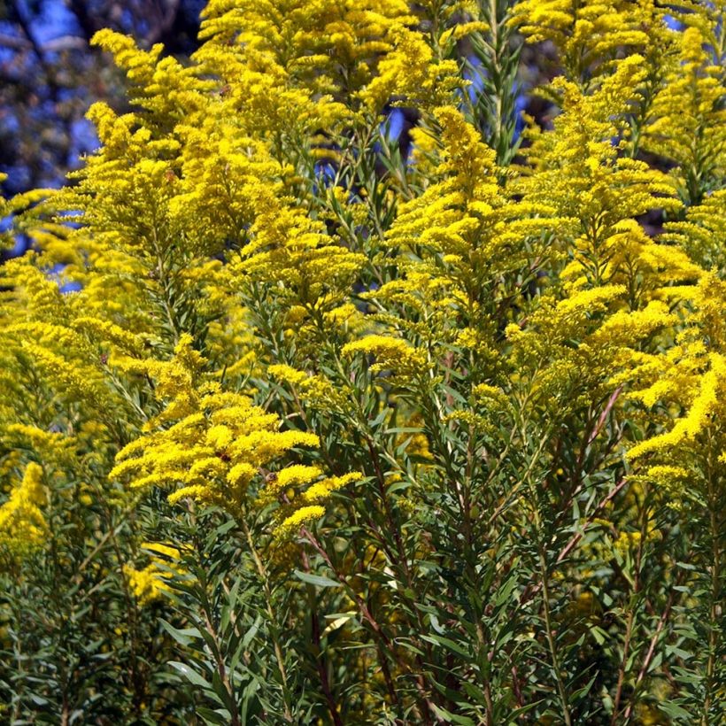 Verge d'or du Canada - Solidago canadensis (Plant habit)