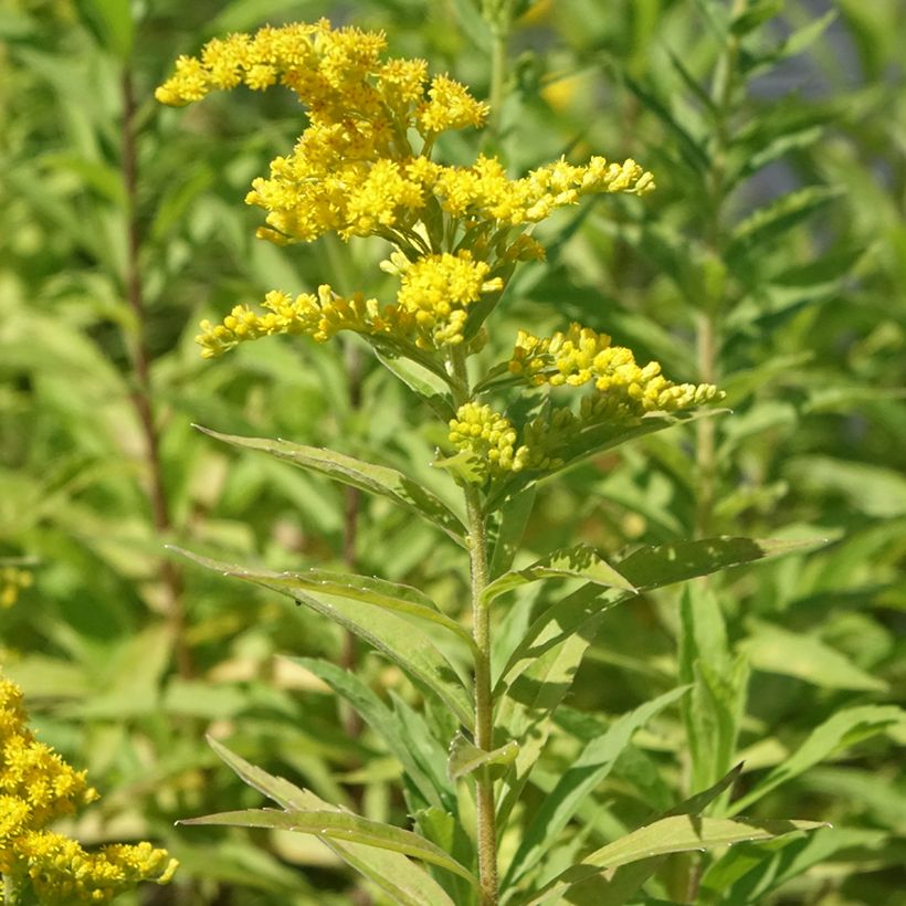 Solidago canadensis Golden Baby - Verge d'or du Canada (Plant habit)