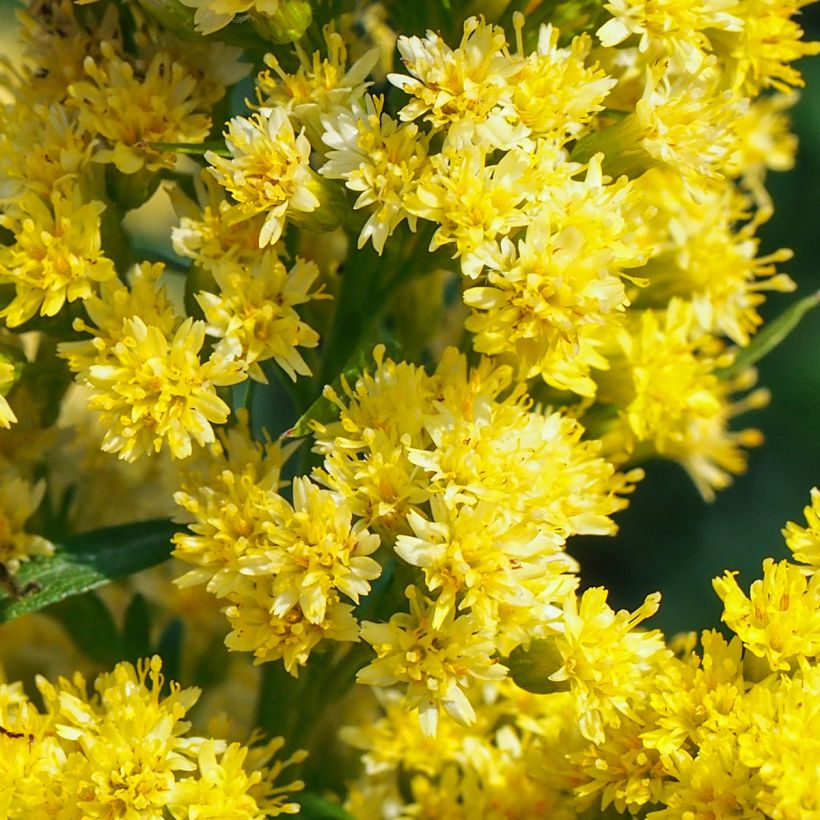 Solidago canadensis Golden Baby - Verge d'or du Canada (Flowering)