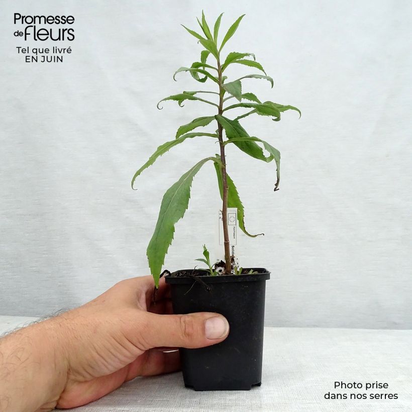 Spécimen de Solidago hybride Ducky - Verge d'or Godet de 8/9 cm tel que livré en été