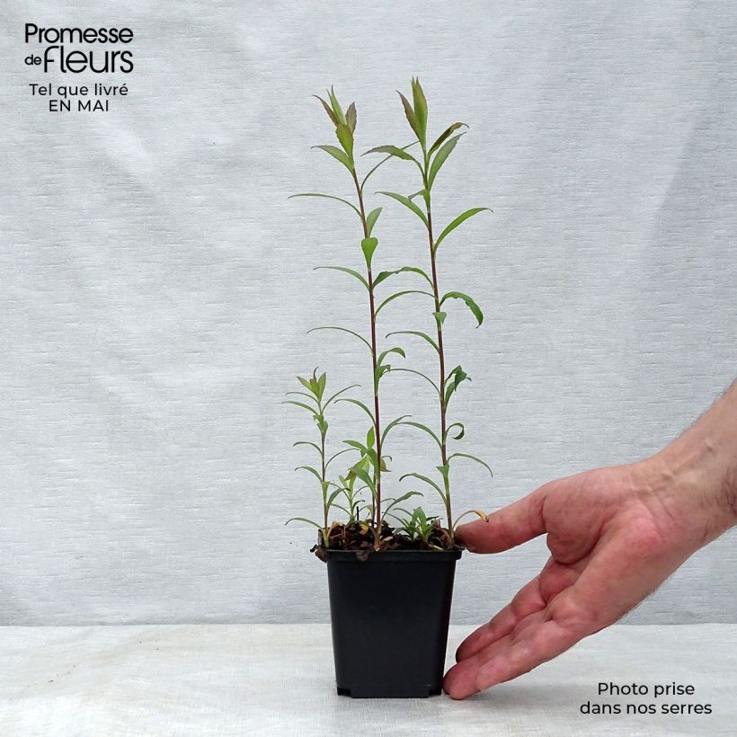 Spécimen de Solidago rugosa Fireworks - Verge d'or Godet de 8/9 cm tel que livré au printemps