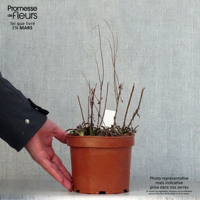 Spécimen de Solidago rugosa Fireworks - Verge d'or Pot de 2L/3L tel que livré au printemps