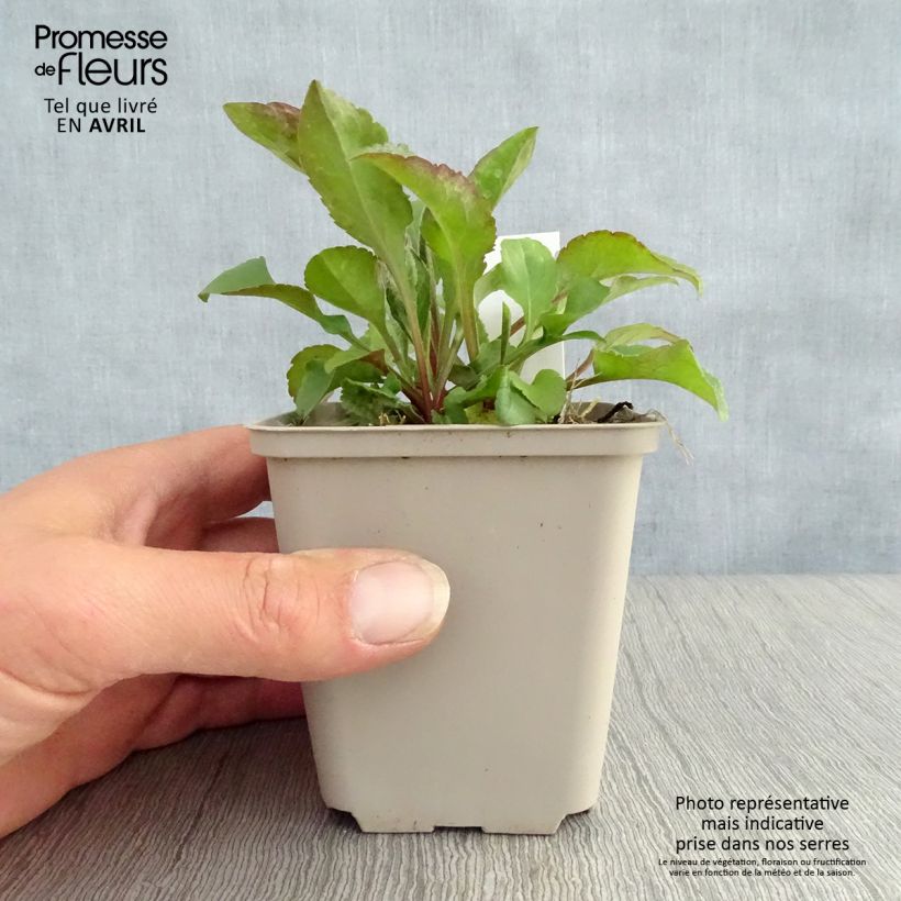 Spécimen de Solidago virgaurea - Baguette d'Aaron - Verge d'or Godet de 8/9 cm tel que livré au printemps