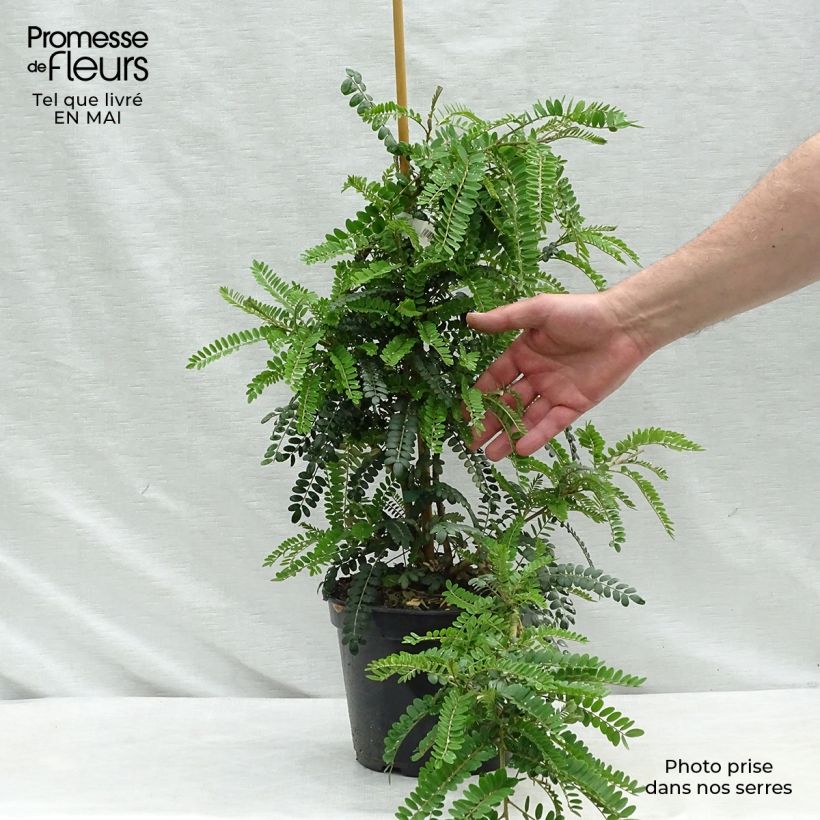 Spécimen de Sophora microphylla Sun King Pot de 2L/3L tel que livré au printemps