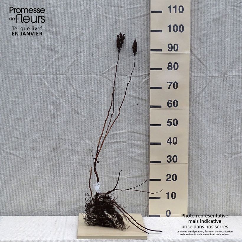 Spécimen de Sorbaria sorbifolia - Fausse spirée à feuilles de sorbier Racines nues tel que livré en hiver