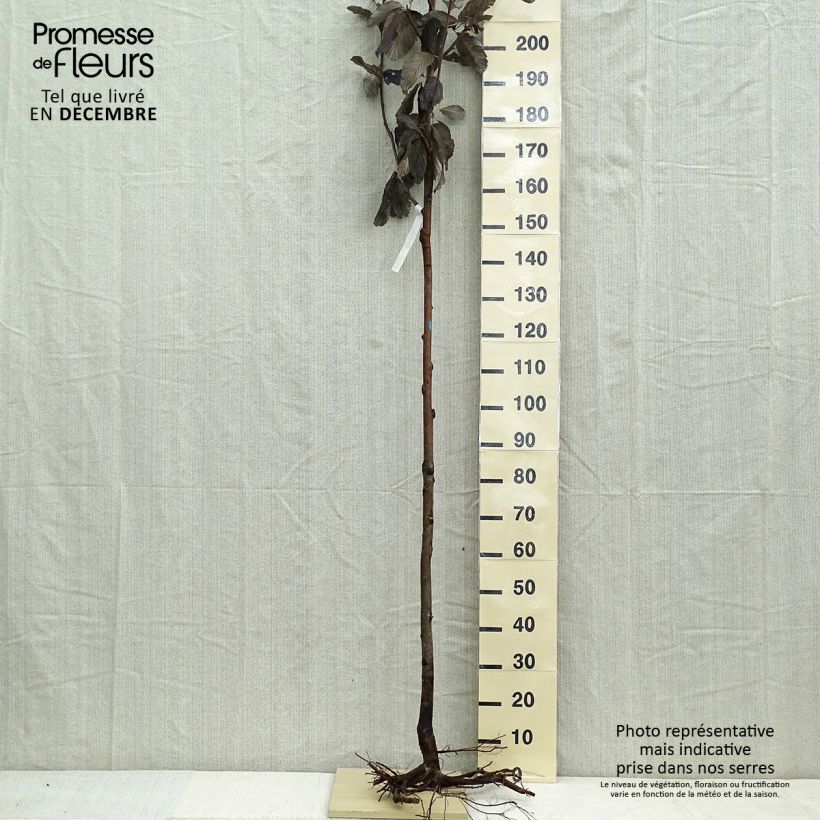 Spécimen de Sorbus aria - Alisier blanc Racines nues, Tige, Tige 6/8 tel que livré en hiver