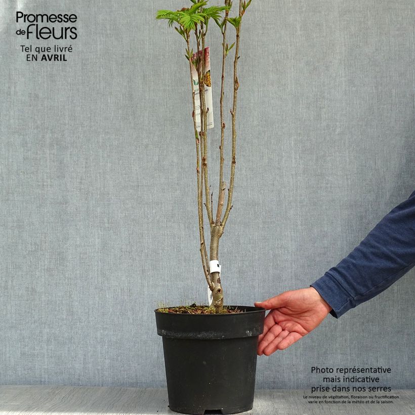Spécimen de Sorbus aucuparia Autumn Spire - Sorbier des oiseleurs Pot de 4L/5L tel que livré au printemps