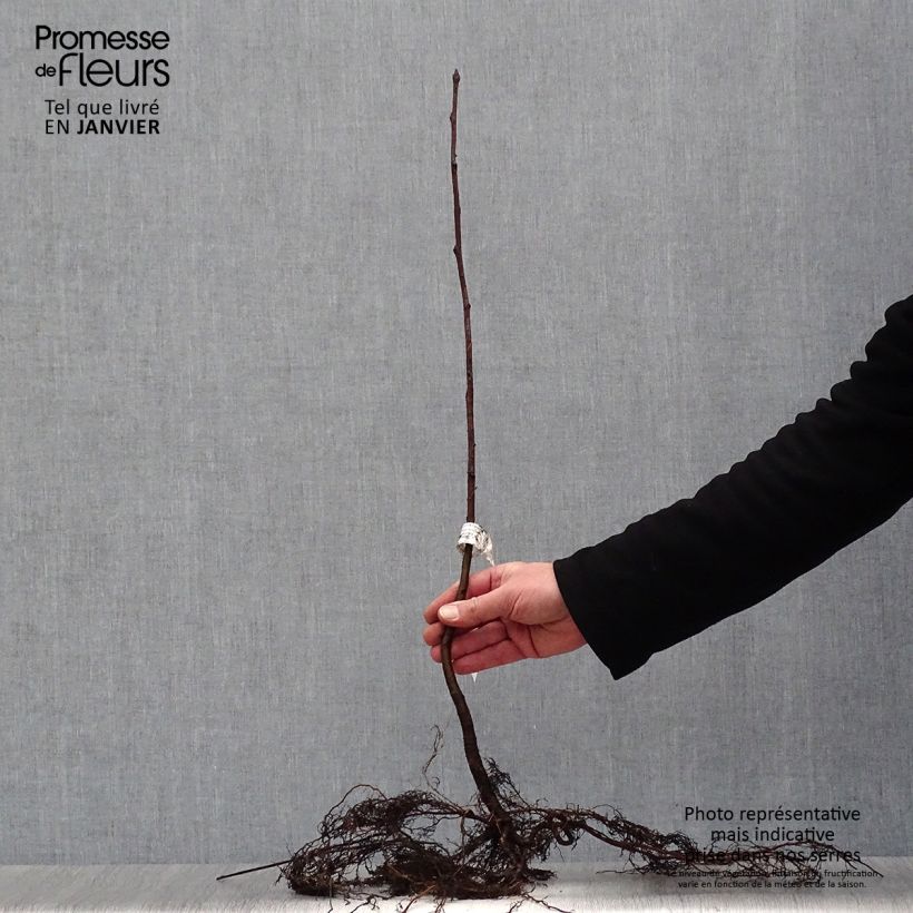 Spécimen de Sorbus aucuparia - Sorbier des oiseleurs Racines nues tel que livré en hiver