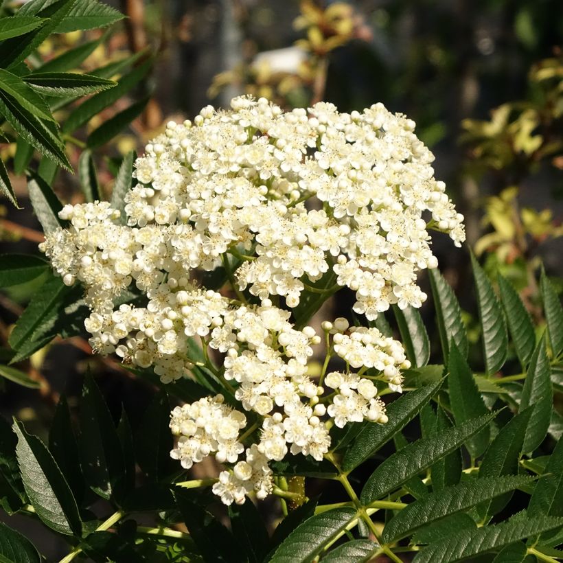 Sorbus wilfordii - Sorbier du Japon (Floraison)