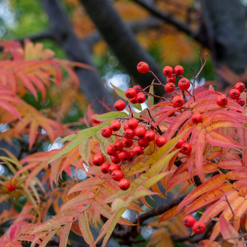 Sorbus wilfordii - Sorbier du Japon (Feuillage)