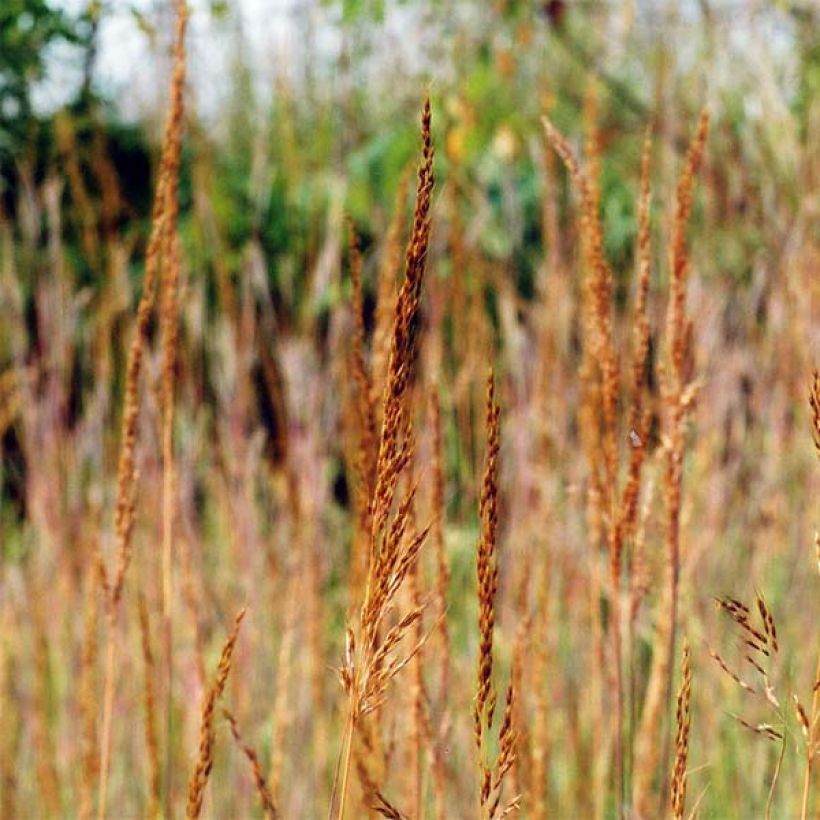 Sorghastrum nutans - Herbe des indiens (Flowering)