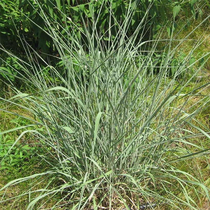Sorghastrum nutans - Herbe des indiens (Plant habit)
