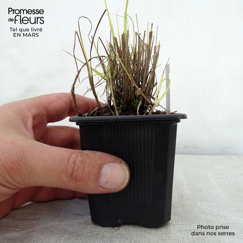 Example of Sorghastrum nutans - Herbe des indiens Godet de 8/9 cm as you get in printemps