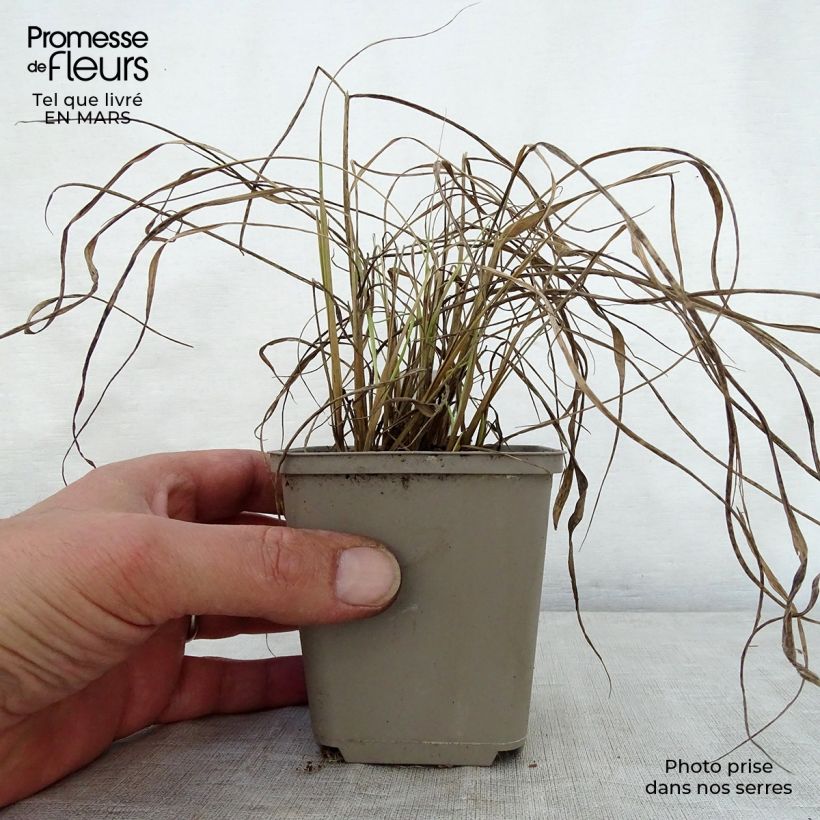 Spécimen de Sorghastrum nutans Sioux Blue - Herbe des Indiens Godet de 8/9 cm tel que livré au printemps