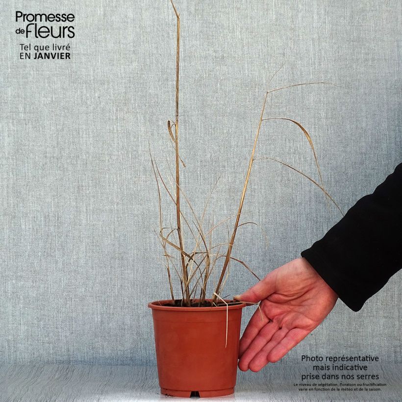 Spécimen de Sorghastrum nutans Sioux Blue - Herbe des Indiens Pot de 1L/1,5L tel que livré en hiver