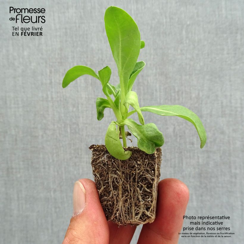 Spécimen de Souci des jardins Gitane Orange - Calendula officinalis Jardimotte : motte 3,8 cm x 3,2 cm en plaque de culture par 16 tel que livré en automne