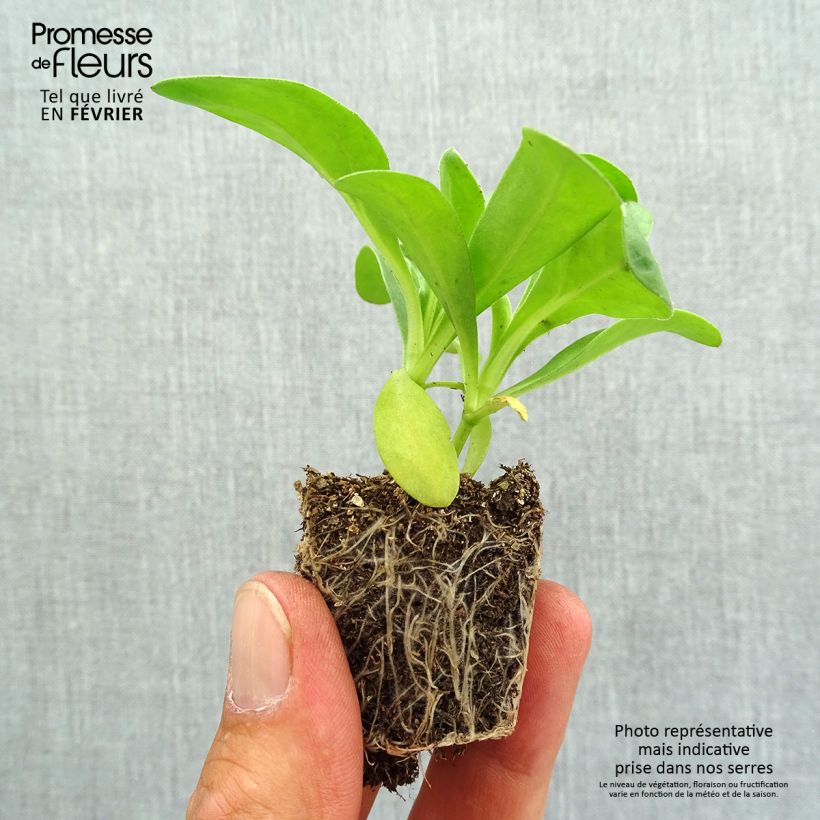 Example of Souci des jardins Gitane Yellow - Calendula officinalis Jardimotte : motte 3,8 cm x 3,2 cm en plaque de culture par 16 as you get in automne