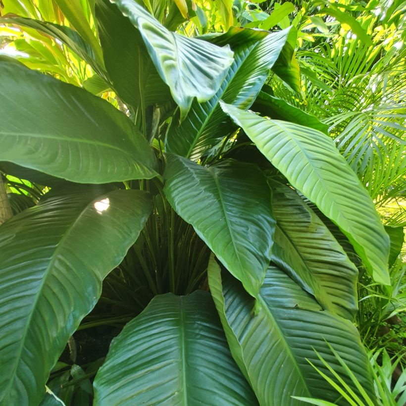 Spathiphyllum Sensation (Foliage)
