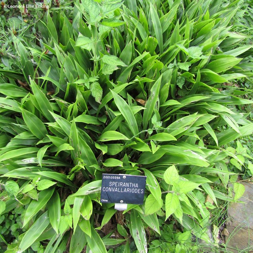 Speirantha convallarioides - Muguet de Chine (Plant habit)