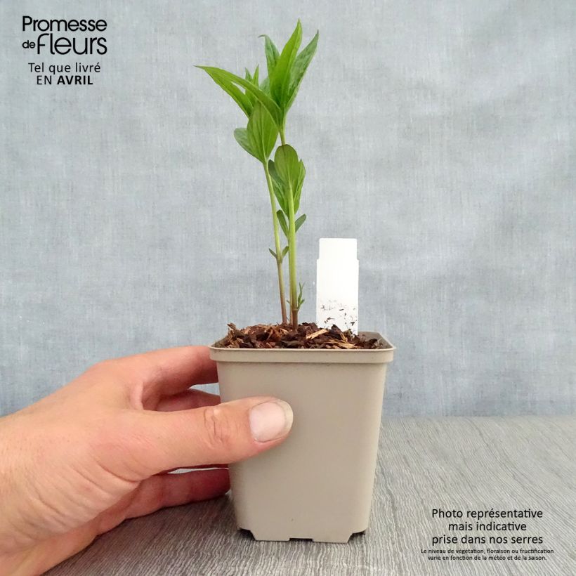 Spécimen de Spigelia marilandica - Spigélie du Maryland Godet de 8/9 cm tel que livré au printemps