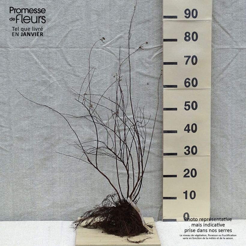 Spécimen de Spiraea arguta - Spirée blanche Racines nues tel que livré en hiver