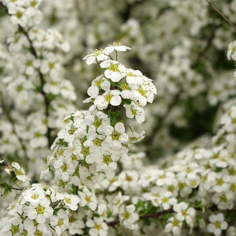 Spiraea arguta - Spirée blanche (Floraison)