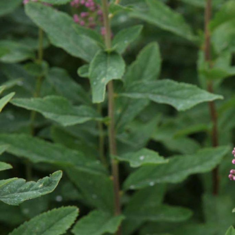 Spiraea billardii - Spirée (Foliage)