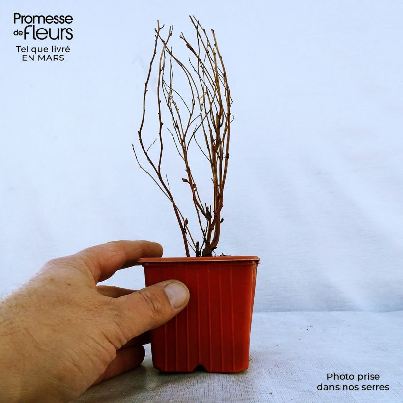 Example of Spiraea billardii - Spirée Godet de 8/9 cm as you get in printemps