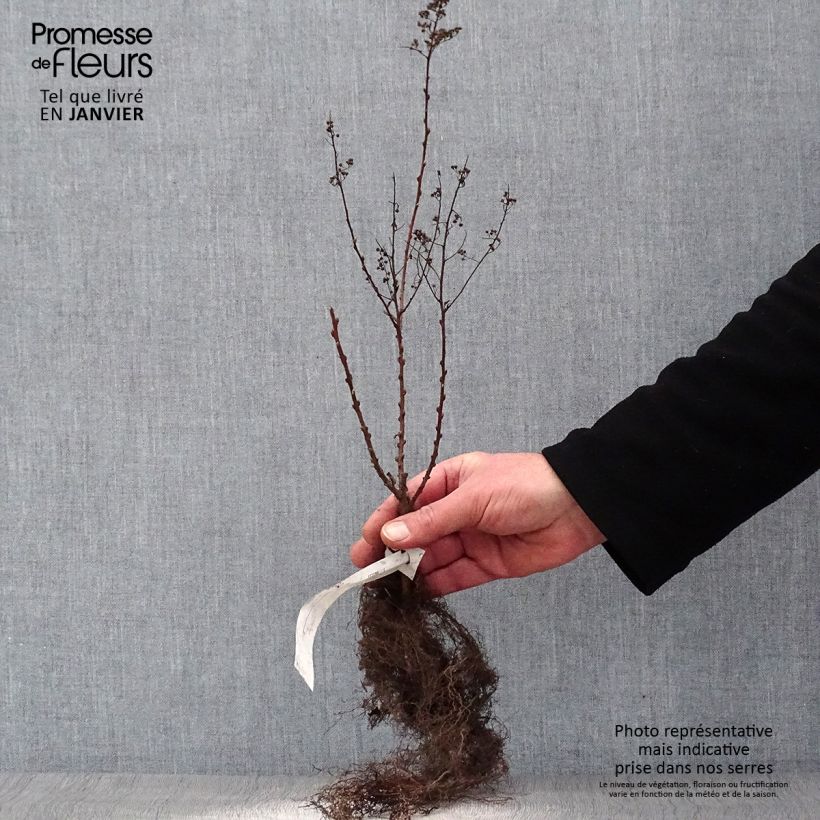 Example of Spiraea billardii - Spirée Racines nues as you get in hiver