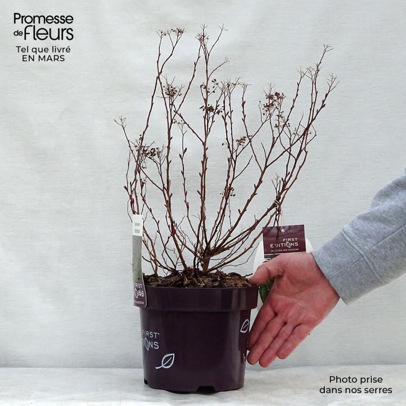 Spécimen de Spiraea bumalda Superstar - Spirée japonaise Pot de 3L/4L tel que livré au printemps