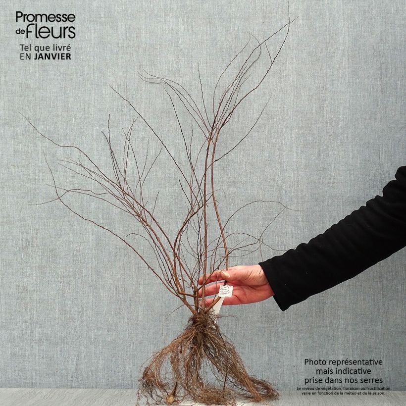 Spécimen de Spiraea cinerea Grefsheim - Spirée dentelée  Racines nues tel que livré en hiver