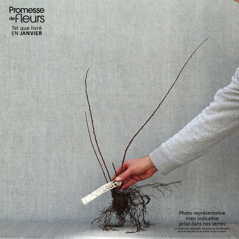 Spécimen de Spiraea nipponica June Bride - Spirée japonaise Racines nues tel que livré en hiver