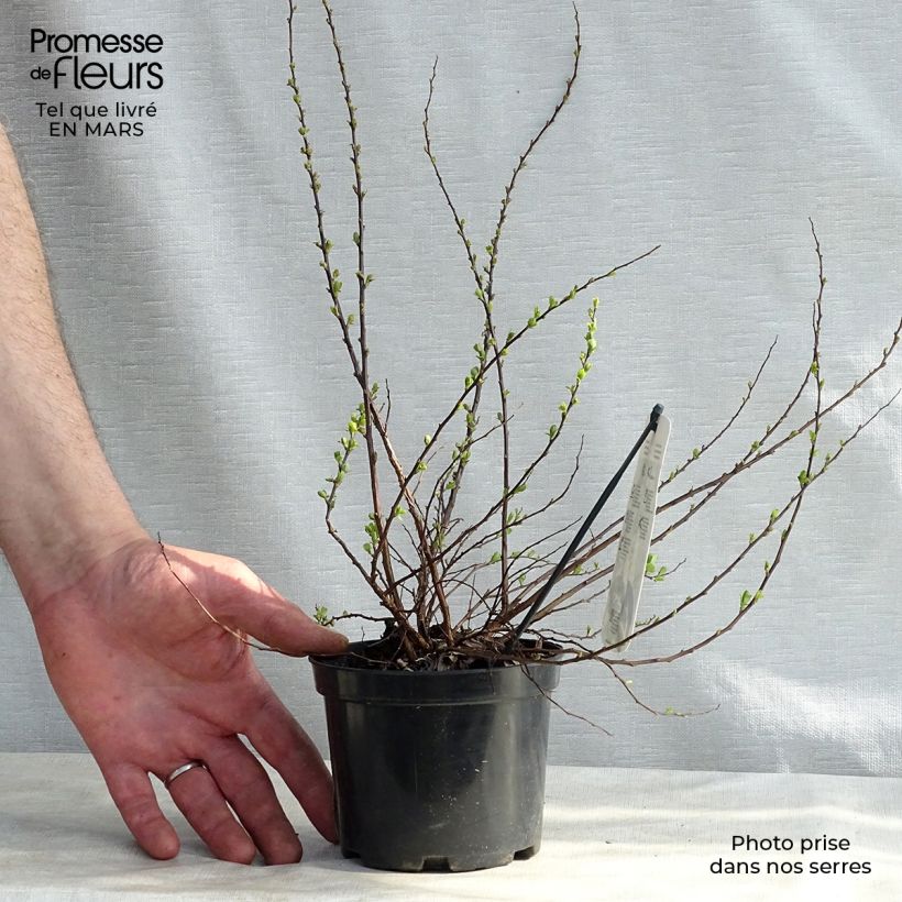 Spécimen de Spiraea nipponica Snowmound - Spirée japonaise Pot de 1L/1,5L tel que livré au printemps