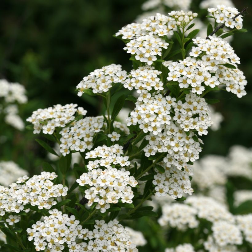 Spiraea nipponica Wedding Cake - Spirée japonaise (Floraison)