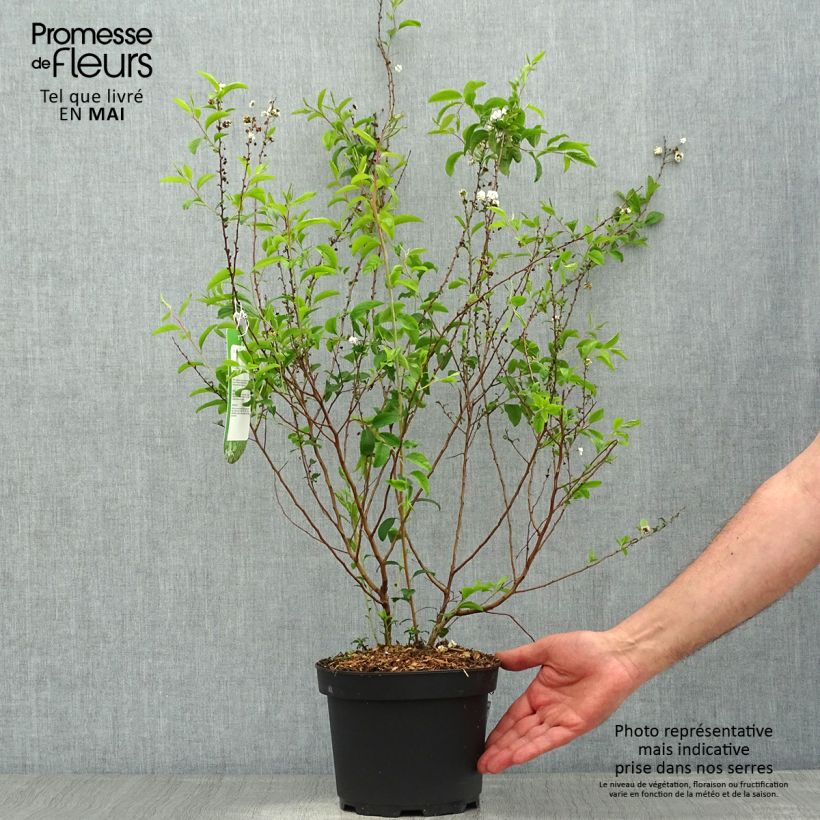 Spécimen de Spiraea prunifolia Plena - Spirée blanche Pot de 2L/3L tel que livré au printemps