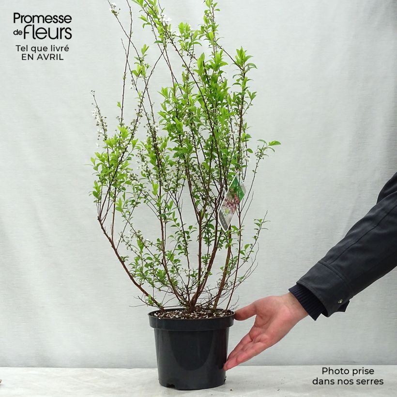 Spécimen de Spiraea thunbergii Fujino Pink - Spirée de Thunberg Pot de 3L/4L tel que livré au printemps