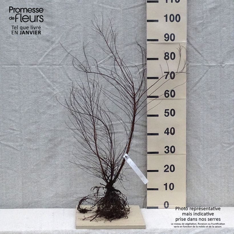 Spécimen de Spiraea thunbergii - Spirée de Thunberg Racines nues tel que livré en hiver