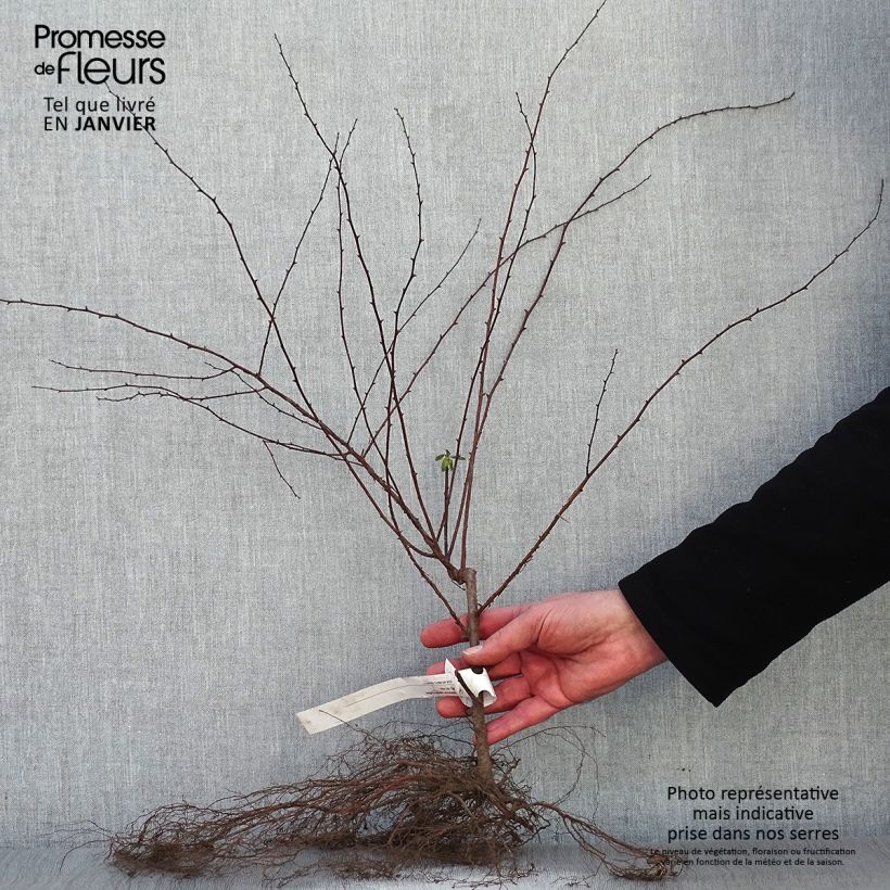 Spécimen de Spiraea vanhouttei - Spirée de Van Houtte Racines nues tel que livré en hiver