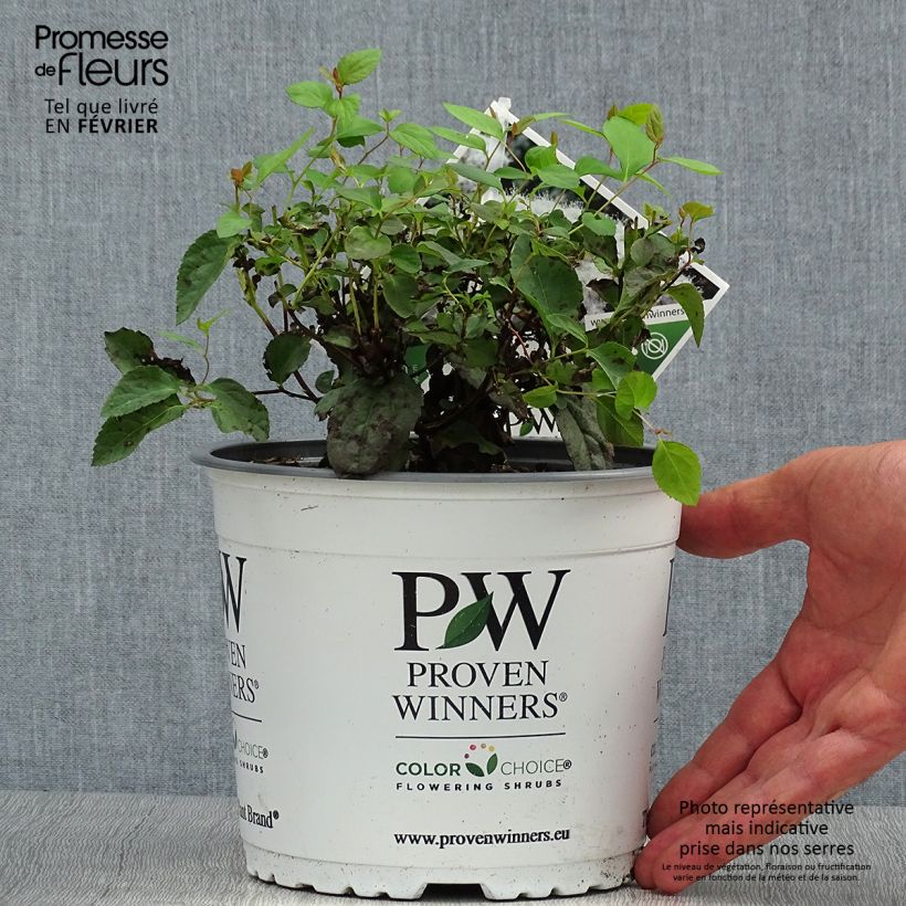 Spécimen de Spirée Double Play Blue Kazoo - Spiraea japonica Pot de 2L/3L tel que livré en automne
