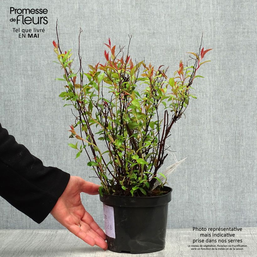 Spécimen de Spirée japonaise - Spiraea japonica Neon Flash Pot de 2L/3L tel que livré au printemps