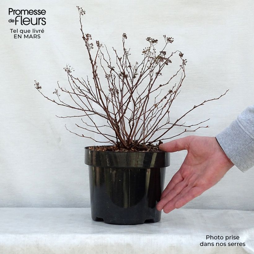 Spécimen de Spirée à feuille de bouleau Pink Sparkler - Spiraea betulifolia Pot de 2L/3L tel que livré au printemps