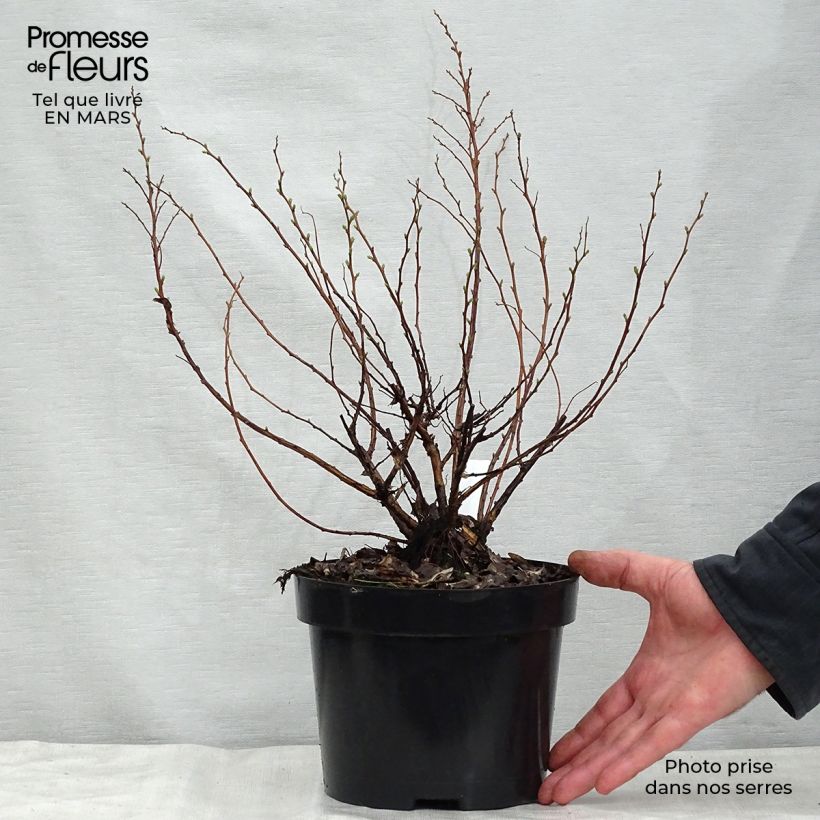 Spécimen de Spirée à feuilles de bouleau Tor - Spiraea betulifolia Pot de 3L/4L tel que livré au printemps