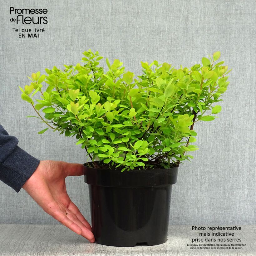 Spécimen de Spirée à feuilles de bouleau Tor Gold - Spiraea betulifolia Pot de 3L/4L tel que livré au printemps