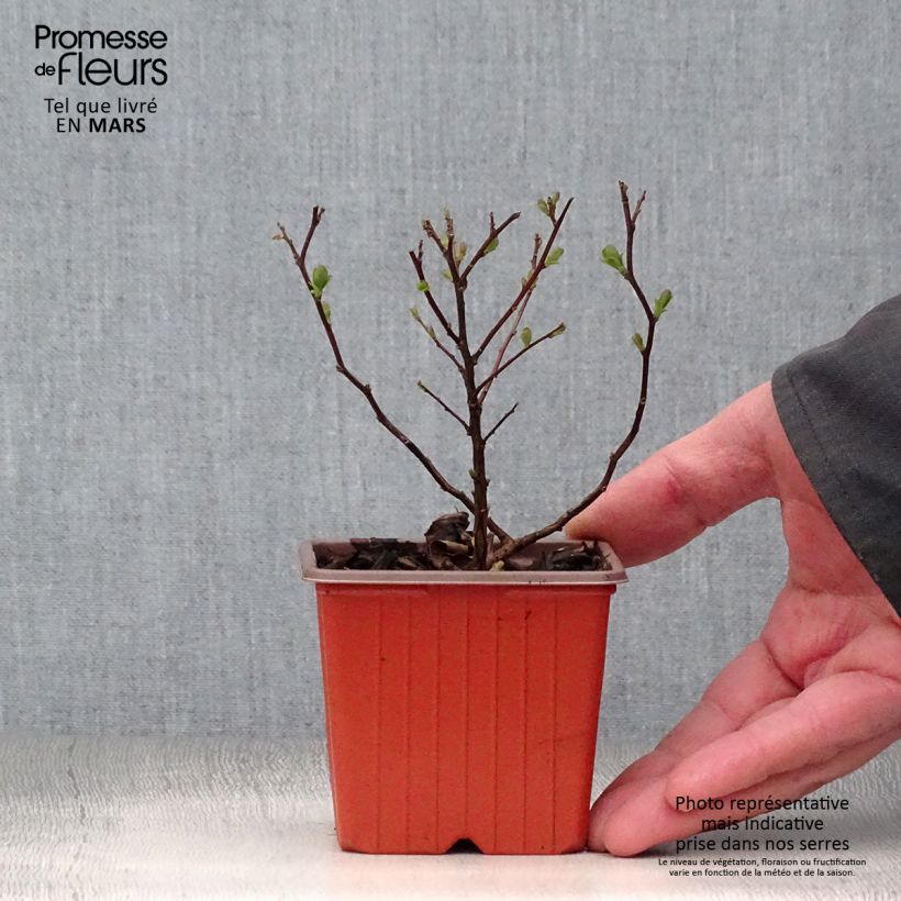 Spécimen de Spirée à feuilles de bouleau Tor - Spiraea betulifolia Godet de 8/9 cm tel que livré au printemps