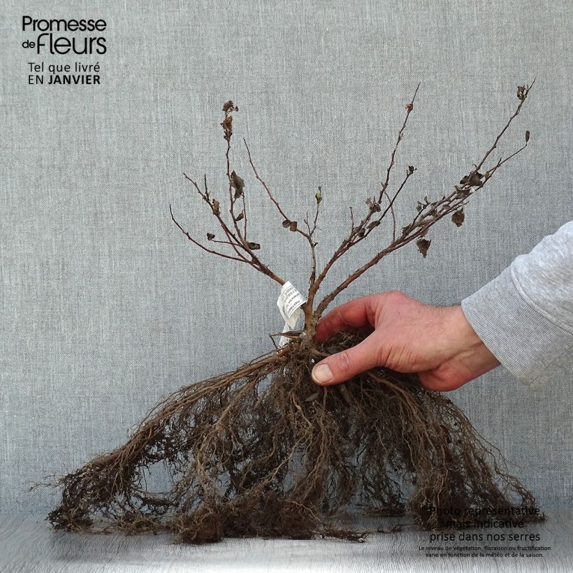 Spécimen de Spirée à feuilles de bouleau Tor - Spiraea betulifolia Racines nues tel que livré en hiver