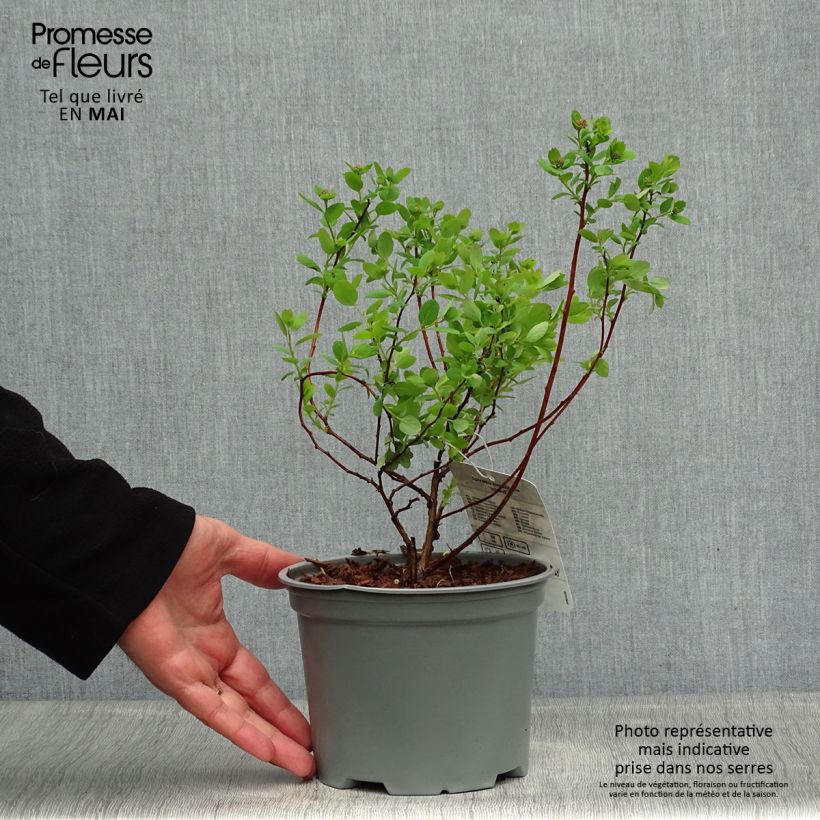 Spécimen de Spiraea betulifolia Island - Spirée à feuilles de bouleau Pot de 2L/3L tel que livré au printemps