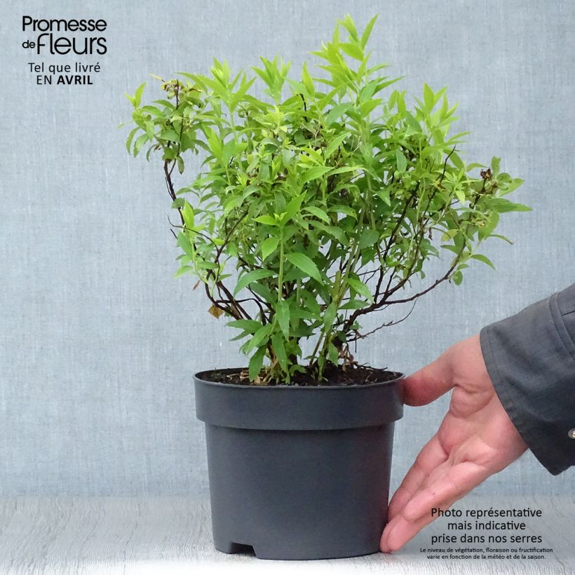 Spécimen de Spirée japonaise Albiflora - Spiraea japonica Pot de 2L/3L tel que livré au printemps